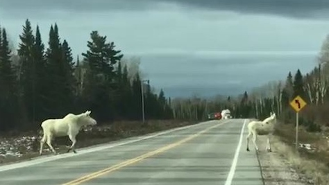 CTV Northern Ontario: Rare 'spirit moose' spotted | CTV News