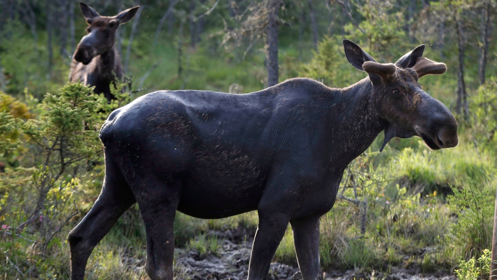 In this May 31, 2018, file photo, a pair of bull moose pause while feeding in the Umbagog National Wildlife Refuge in Wentworth's Location, N.H. (AP Photo/Robert F. Bukaty, File)