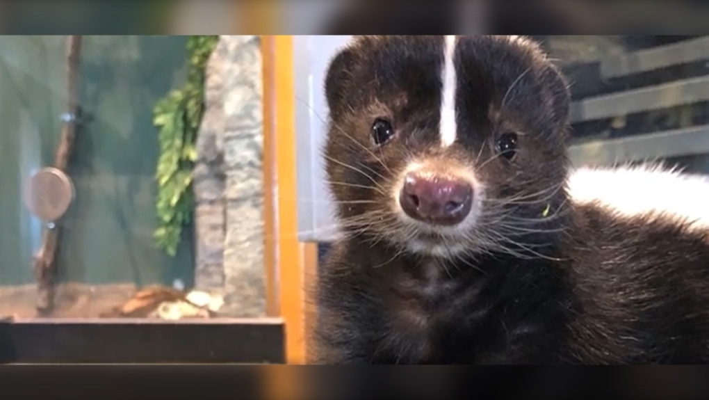 (Science North video image) Saunders the skunk