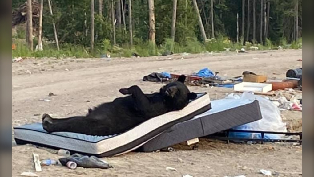 Black bear laying on a mattress at a dump in northern Ontario. July 8/21 (Credit: Keira Mamakwa)