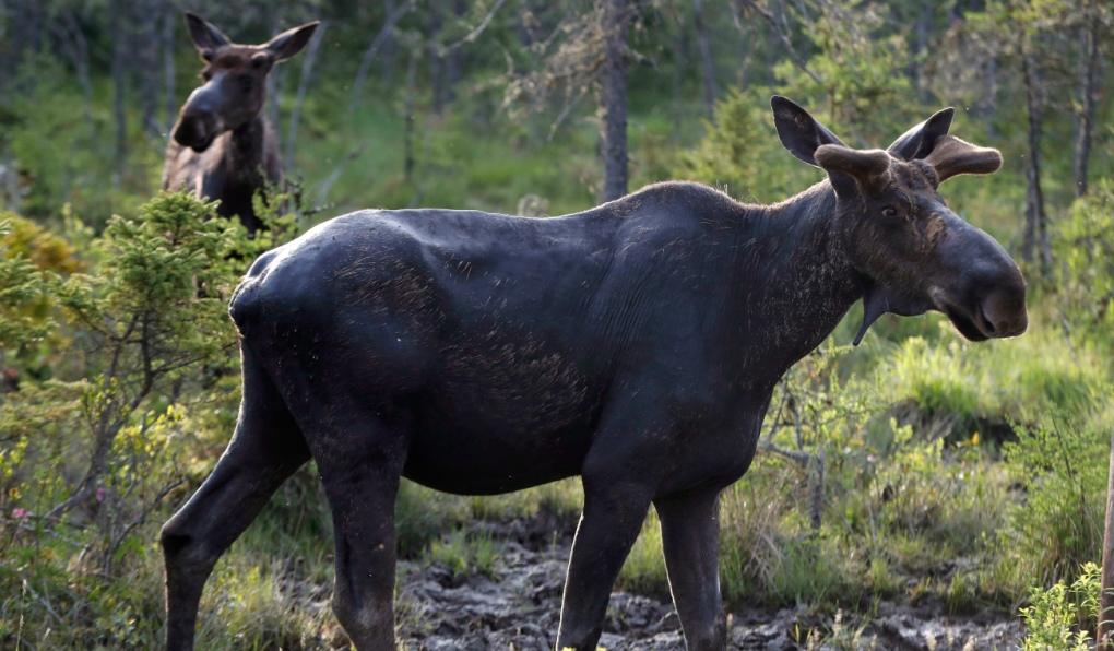 A young, aggressive male moose has forced the closure of parks of Windy Lake Provincial Park until at least Friday, said a spokesperson for the Ministry of the Environment, Conservation and Parks. (File)