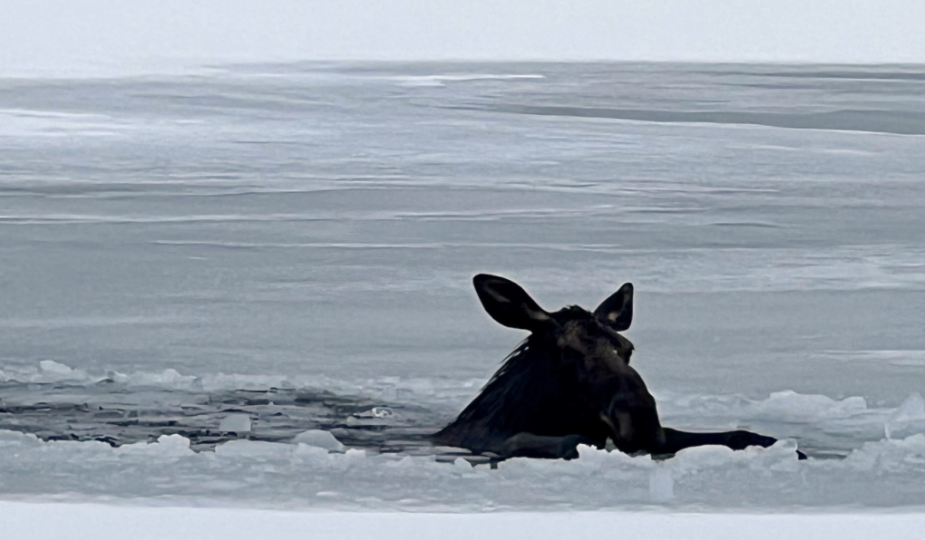 Berita Sudbury: Ont Utara.  kereta luncur menyelamatkan rusa setelah dia jatuh dari es