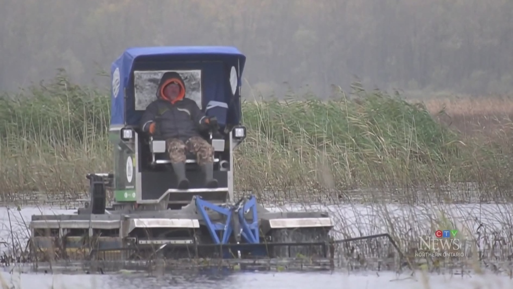 Destructive Invasive Species Has Officials Worried