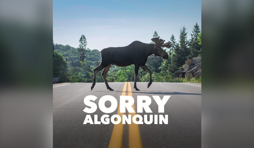 Northern photography couple starts viral Instagram page Sorry Algonquin. (Supplied)