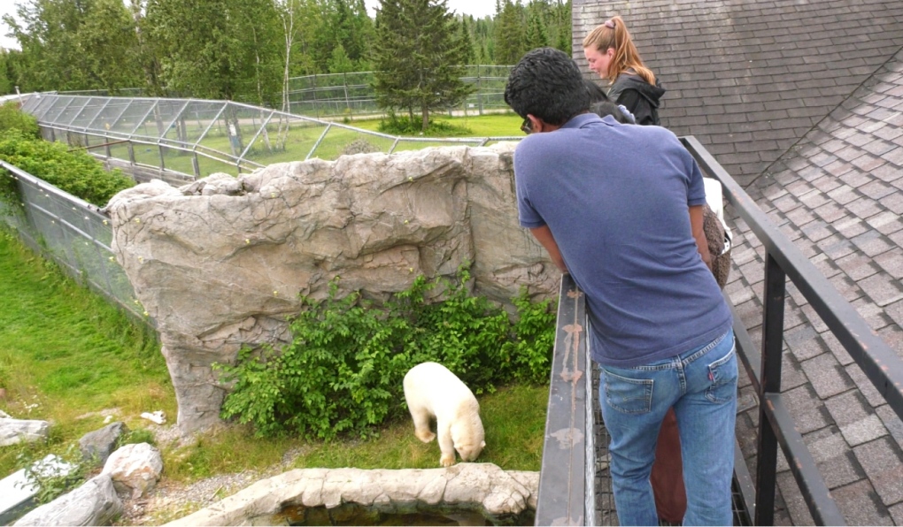 Henry the polar bear, seen at the Cochrane Polar Bear Habitat, shows a family from Toronto how much he enjoys eating watermelon. (Lydia Chubak/CTV News)