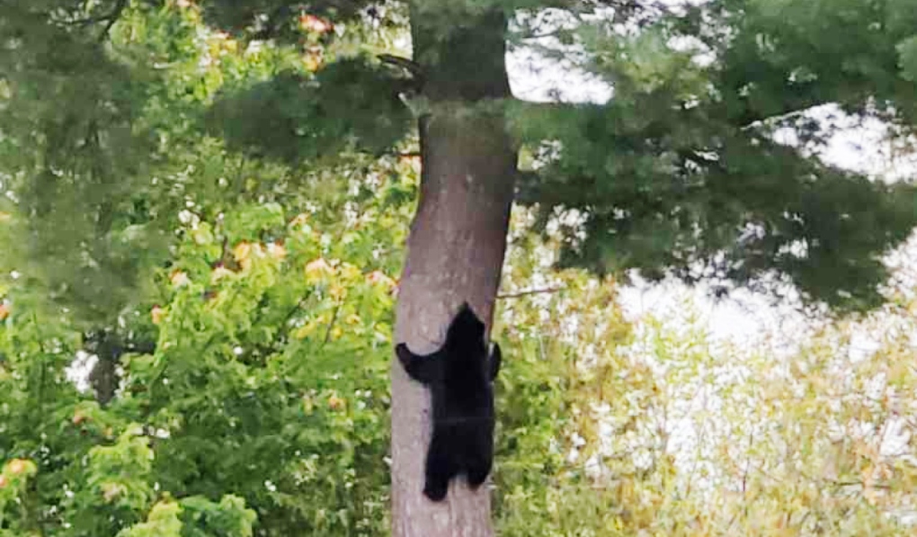 Ontario Provincial Police said Friday the mother and three cubs were moved about 100 kilometres away. It was a group effort involving the OPP and the Ministry of Northern Development, Mines, Natural Resources and Forestry. (Suppled)