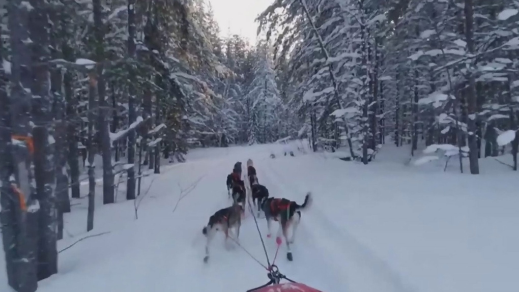 Dog sled teams to offer guided tours in Timmins