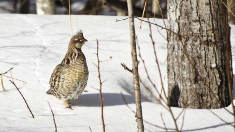 Grouse in snow (Ontario Ministry of Natural Resources and Forestry)