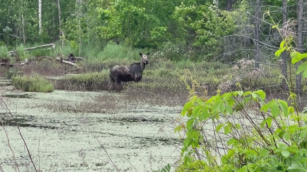 Sudbury news: Man fined $3K for lying, using tag on moose shot by someone  else