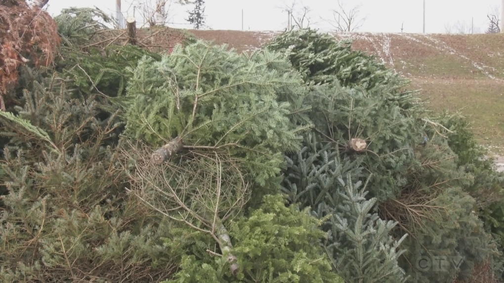 Options to dispose of your Christmas tree