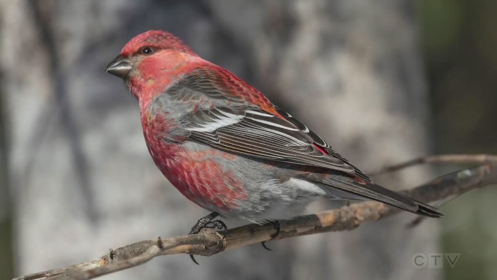 Northern Ontario community closeup March 1