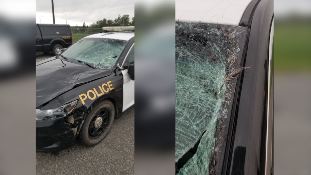 OPP cruiser collides with moose on Hwy 11