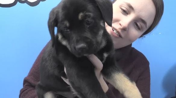 One of 12 puppies up for adoption in North Bay