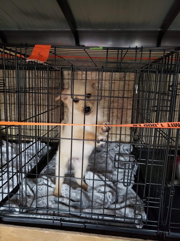 Puppy being brought from Thunder Bay