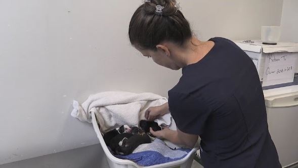 North Bay Humane Society taking care of the pups