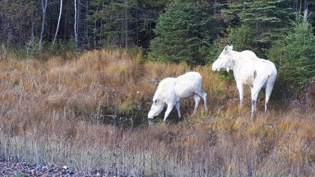 Two white 'spirit moose' seen in northern Ontario