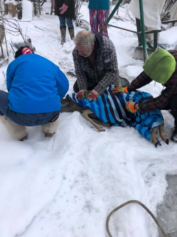 Crews revive doe after it fell through ice on lake
