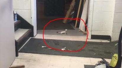 White weasel spotted in CTV's Sudbury studio