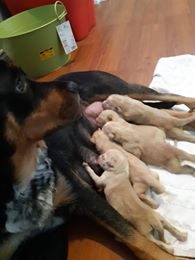 Sora the surrogate Rottweiler nurses orphaned pups