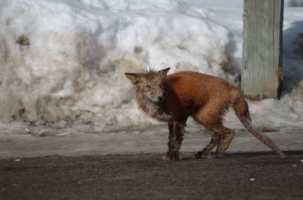 Fox with severe case of mange seen in Timmins