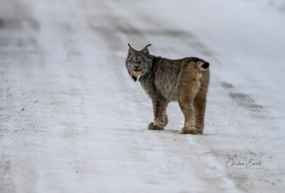 Lynx walks down rural northern Ontario road