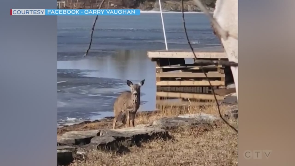 Deer makes it out of Lake Huron