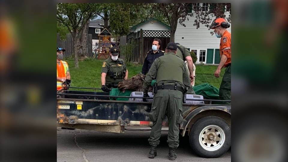 MNRF loaded sedated moose onto trailer in Garson