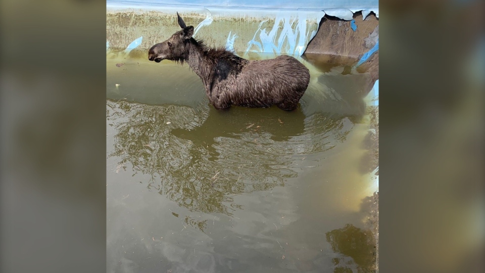 A young female moose got trapped in a half-filled